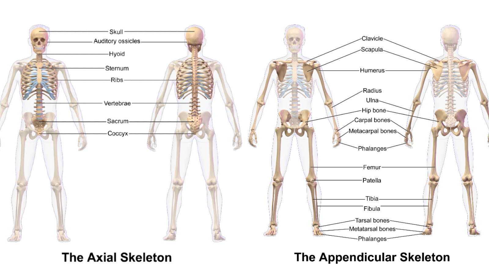 Diagrams of the Axial and Appendicular skeletons showing the various bones of each